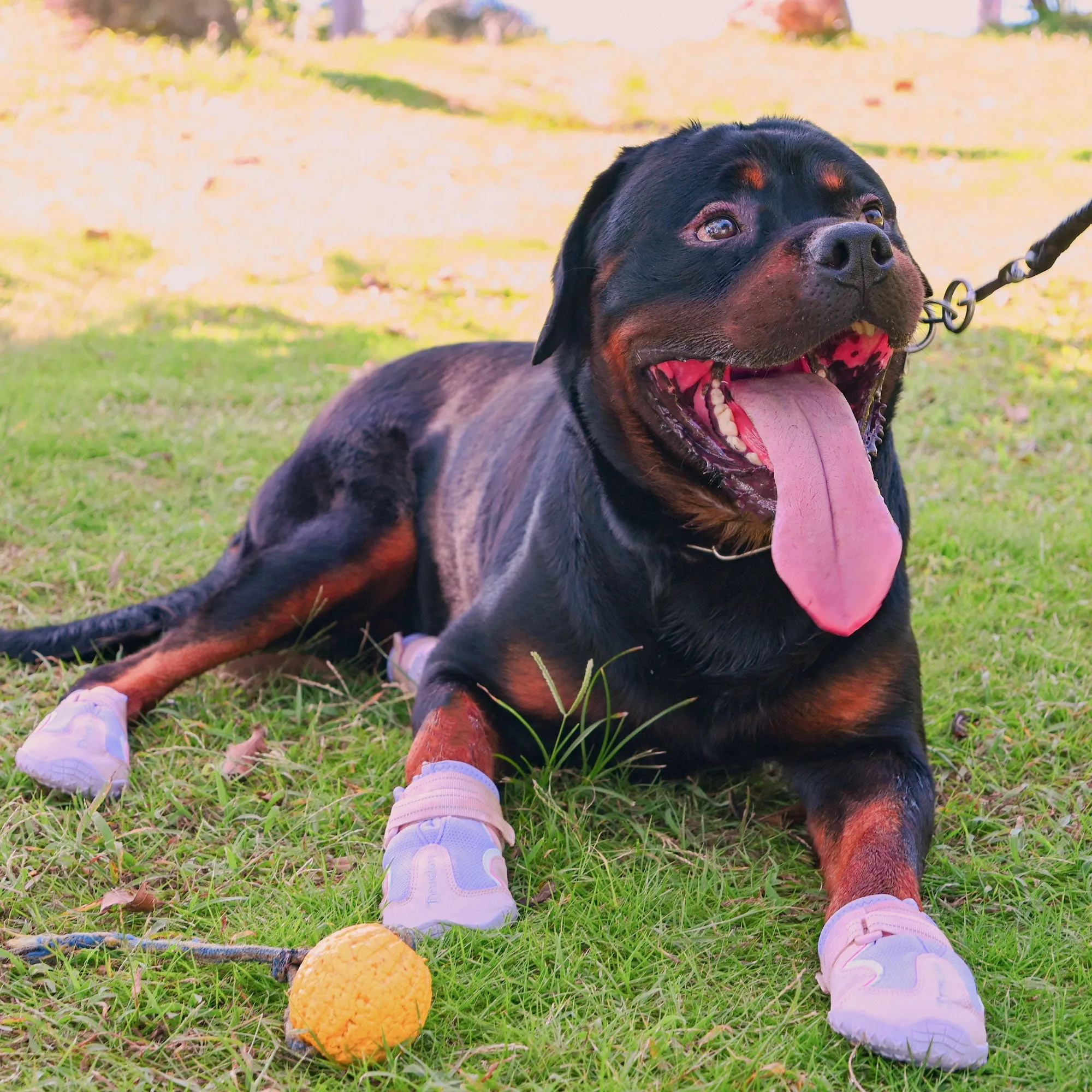 Outdoors Breathable Dog Shoes